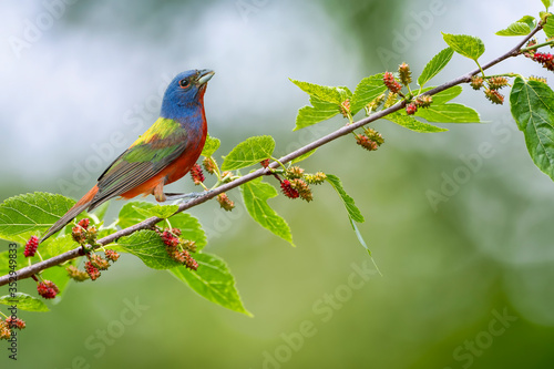Male Painted Bunting Perched on Mulberry Tree Branch in Louisiana © Bonnie Taylor Barry 