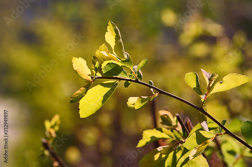 Bright green leaves bathed in the sun shine.Fresh spring foliage.Abstract background,floral negative space.Bright green leaves bathed in the sun shine.Fresh spring foliage.