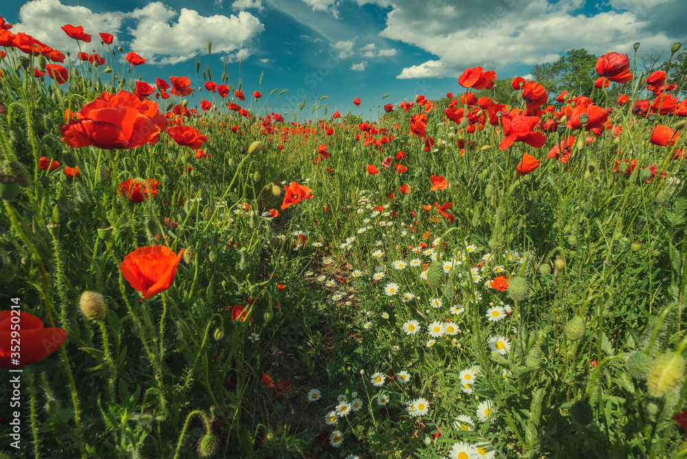 Field of poppy flowers and daisies