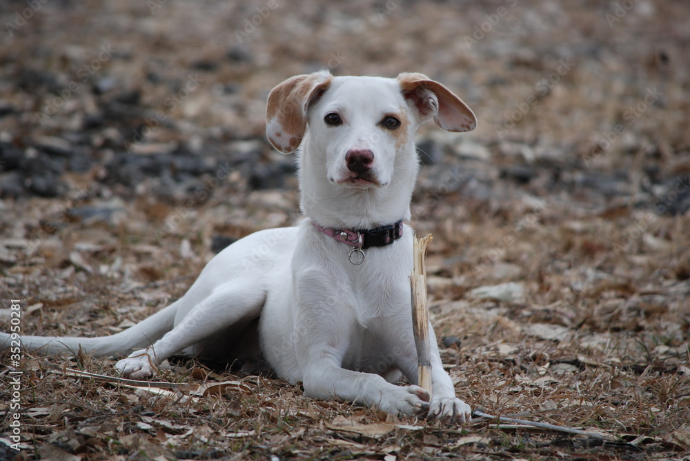 jack russell terrier sitting on the ground jack russell terrier sitting on the ground