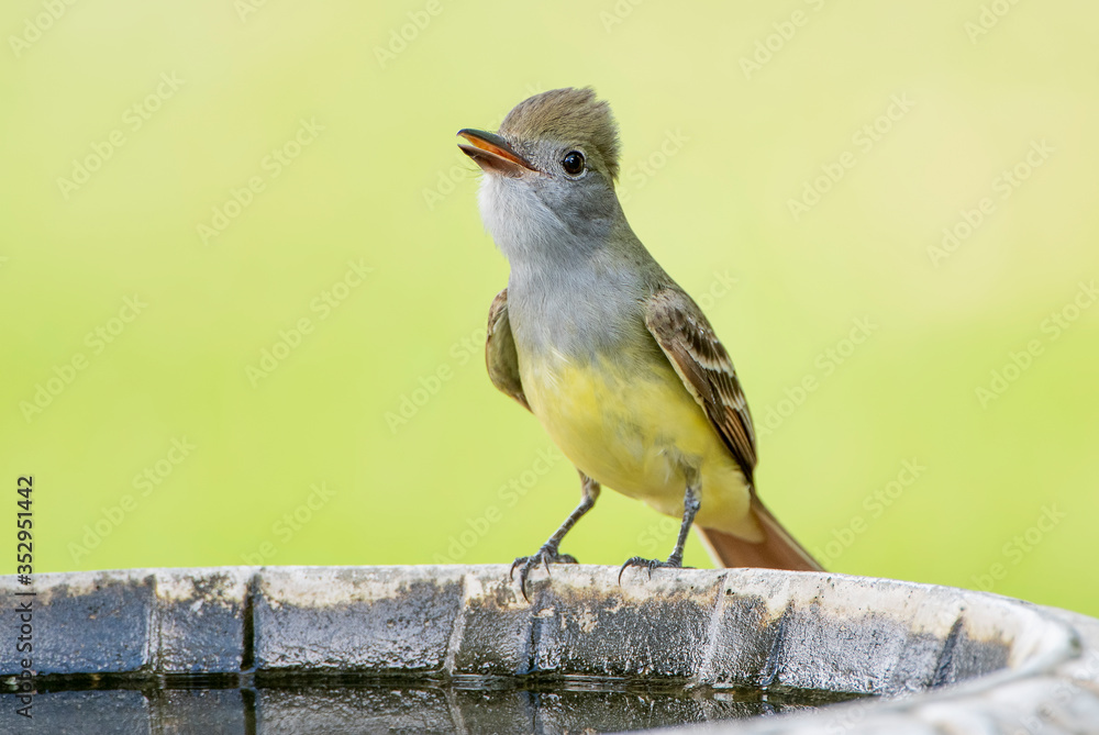 Great Crested Flycatcher Taking a Sip of Water from Birdbath in South Central Louisiana in Late Spring Great Crested Flycatcher Taking a Sip of Water from Birdbath in South Central Louisiana in Late Spring