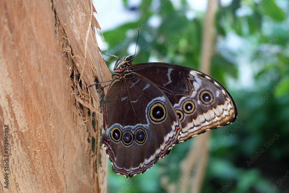 Fototapeta premium Blue Morpho Butterfly (Morpho Peleides)