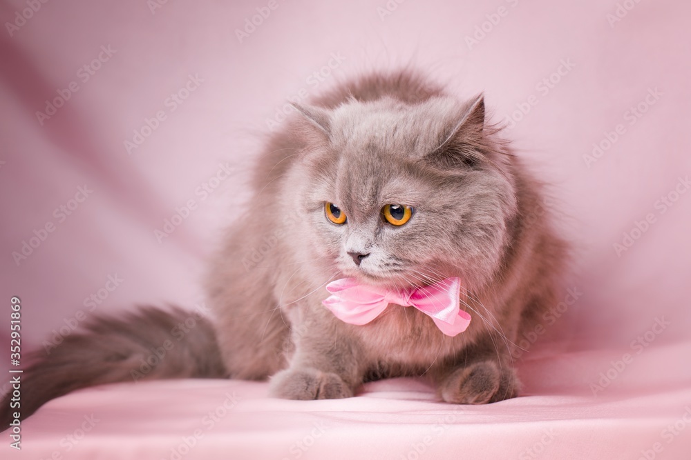 Cute British longhair cat, with elegant pink bow tie.
