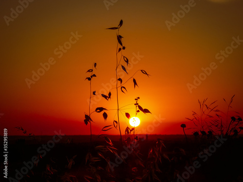 Sunset with flower silhouette