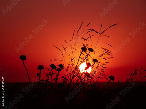 Sunset with flower silhouette