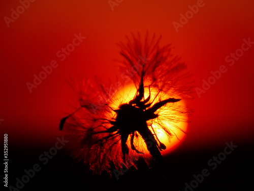 Sunset with flower silhouette