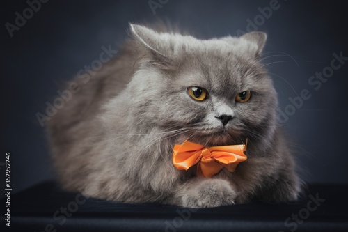 Foto Cute British longhair cat, with elegant pink bow tie.