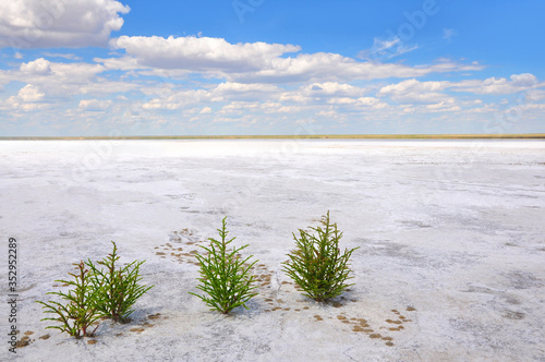 Fototapeta Naklejka Na Ścianę i Meble -  Green plants growing on the white salt soil of the lake Elton, the biggest salt lake in Europe, Amazing nature of Russia, Volgograd oblast