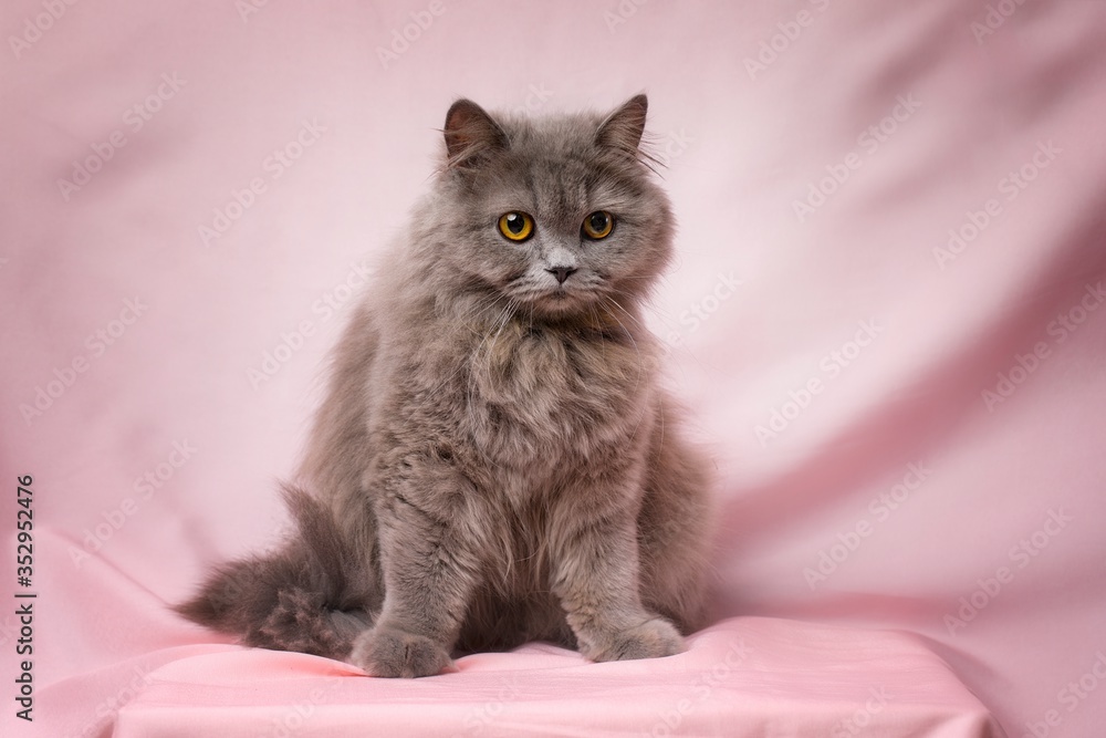 Fototapeta premium Cute British longhair cat, with elegant bow tie.
