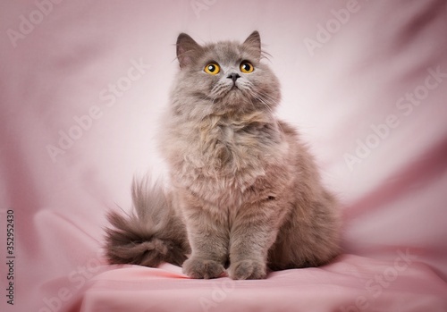 Cute British longhair cat, with elegant pink bow tie.