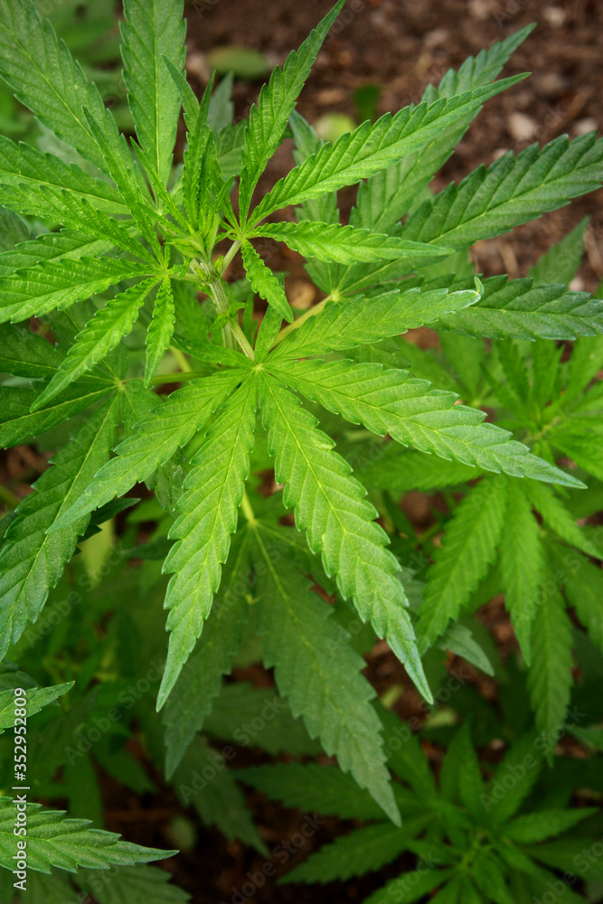 Marijuana leaves. Bush cannabis on blurred background. Marihuana plants close up. Marijuana leaves. Bush cannabis on blurred background. Marihuana plants close up.