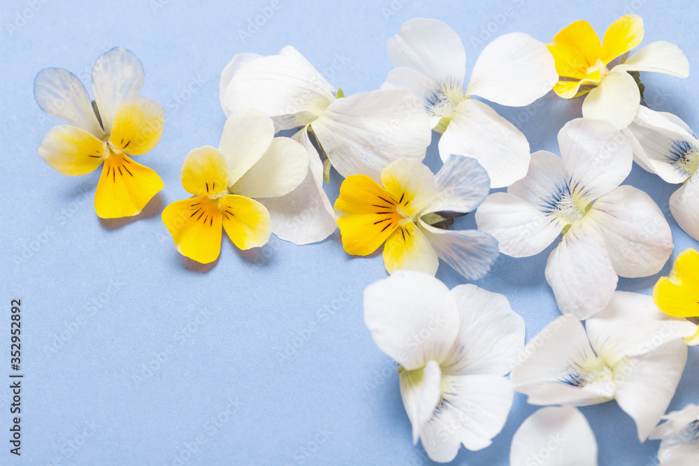 Fototapeta premium viola flowers on color paper background