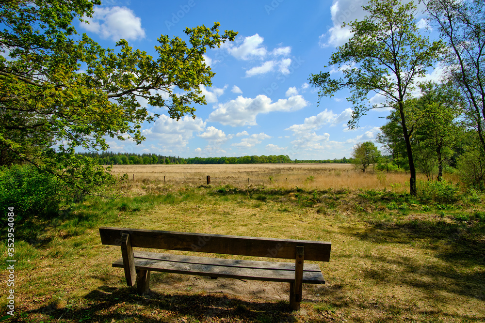 A wooden bench overlooking scenic landscape with heather under a blue cloudy sky A wooden bench overlooking scenic landscape with heather under a blue cloudy sky