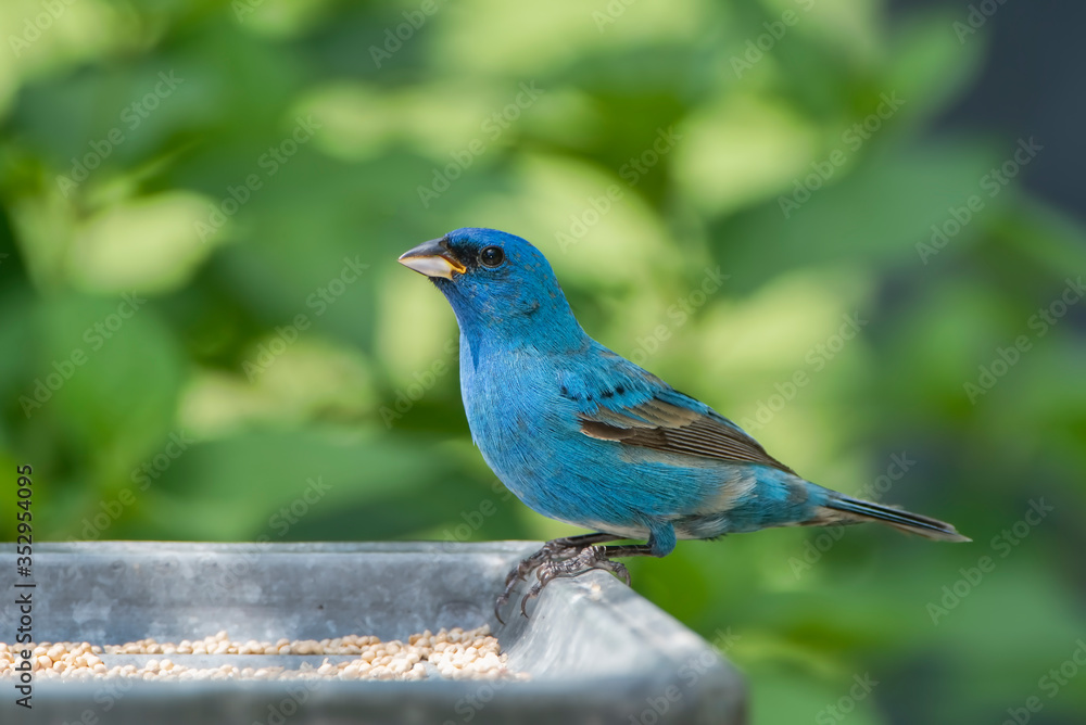 Male Indigo Bunting Perched on Backyard Feeder in South Central Louisiana