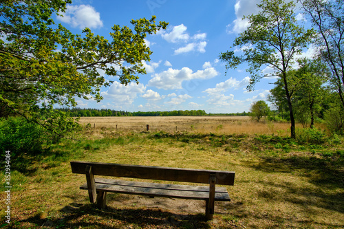 A wooden bench overlooking scenic landscape with heather under a blue cloudy sky
