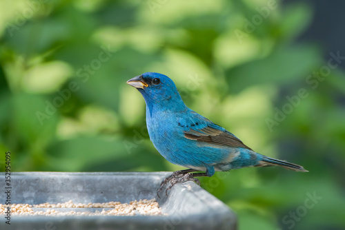 Male Indigo Bunting Perched on Backyard Feeder in South Central Louisiana
