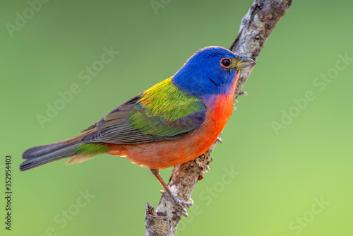 Male Painted Bunting Perched on Bare Branch Against Green Background In South Central Louisiana photo