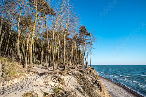 Pine trees on the edge of dune bluff at Karkle beach, beautiful seaside landscape and sea horizon in a distance. photo