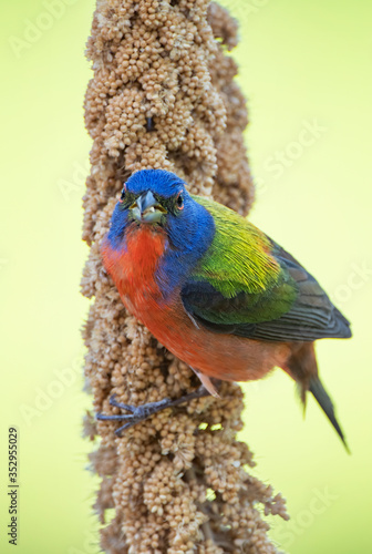 Male Painted Bunting Perched on Millet Spray