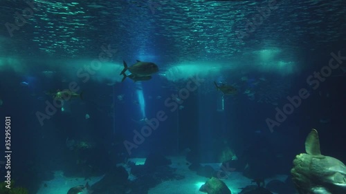 Wallpaper Mural Movement of  school of fish underwater. Group fish of multiple species in undersea marine life Torontodigital.ca