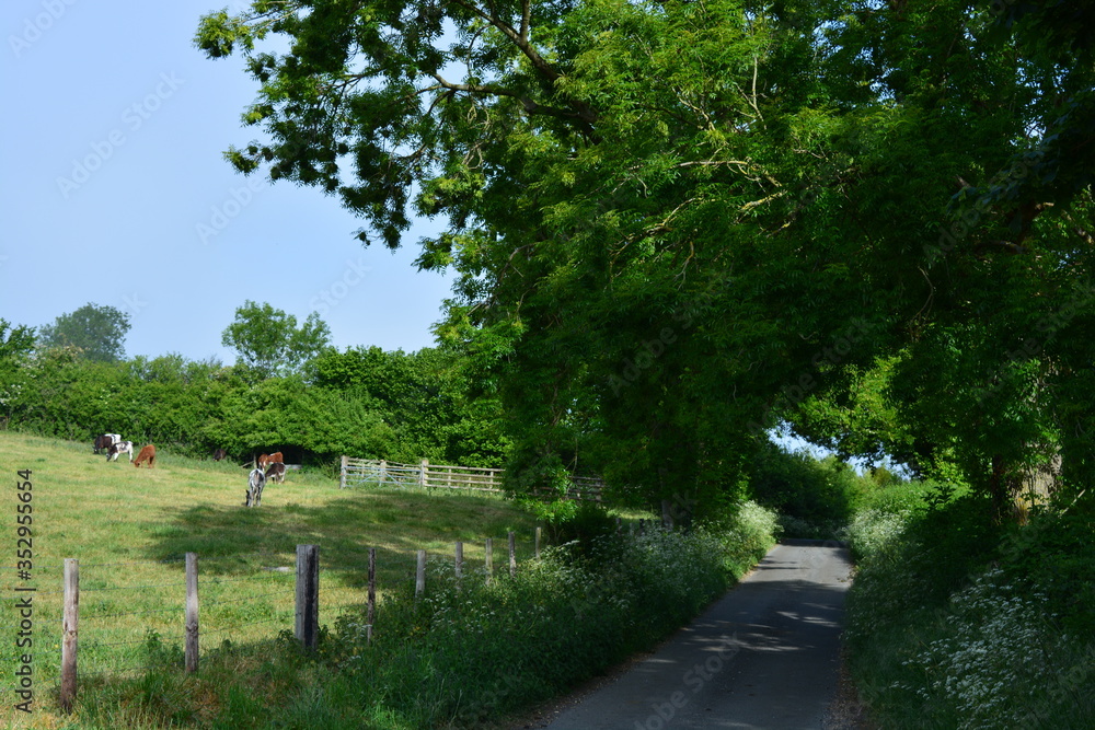 English countryside in late spring, view down a rural lane through a tunnel of trees with calves grazing in a field,