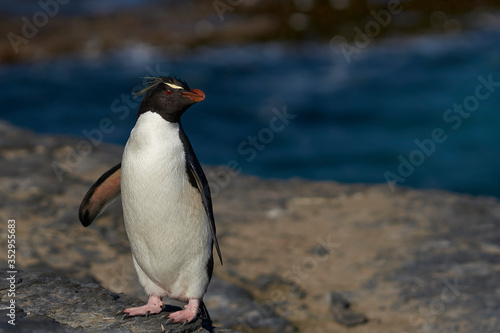 Southern Rockhopper Penguins  Eudyptes chrysocome  return to their colony on the cliffs of Bleaker Island in the Falkland Islands