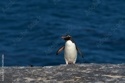 Southern Rockhopper Penguins  Eudyptes chrysocome  return to their colony on the cliffs of Bleaker Island in the Falkland Islands