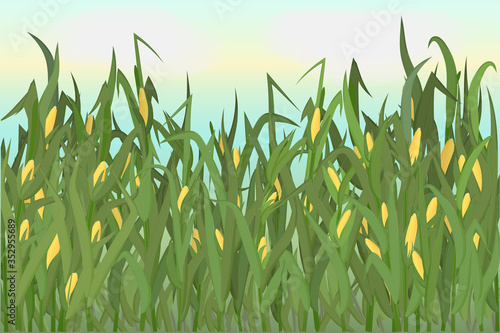 A cornfield with ripe cobs against a blue sky. Background image.  illustration.