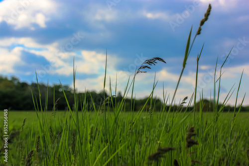 A close up of a green field and high grass in summertime