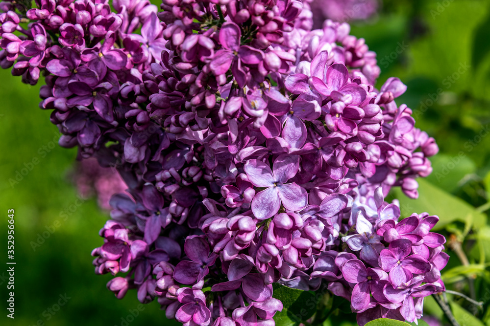 Bunch of Lilac Flowers. Close-up.