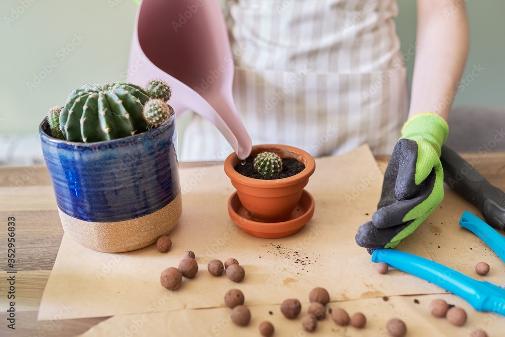 Womans hands in gloves planting young cactus plant in pot