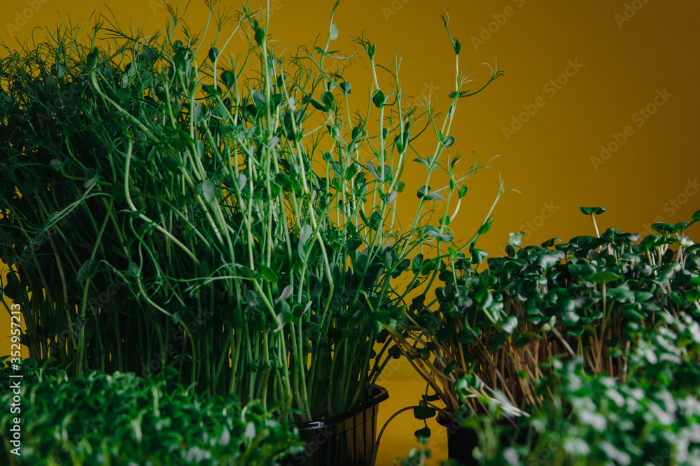 Eco micro greens on yellow background