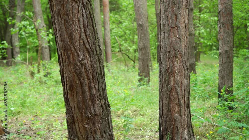 The trunks of tall trees in the green forest. Slow camera movement. The trunks of tall trees in the green forest. Slow camera movement.