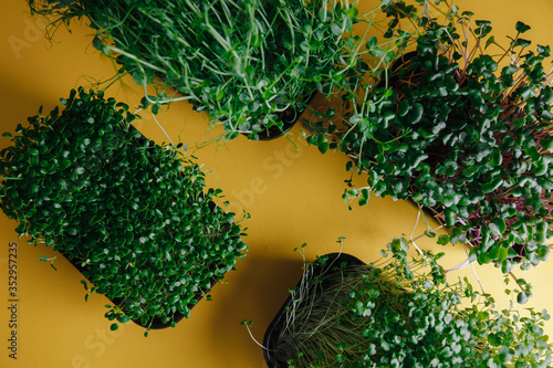 Eco micro greens on yellow background