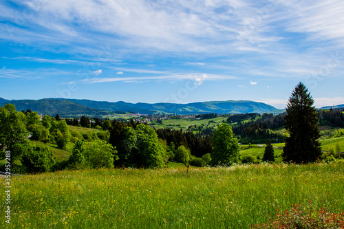 wonderful view of the mountains around the Asiago plateau with green pastures with yellow and white flowers, the pine forests the blue sky with white clouds, Vicenza, Veneto, Italy