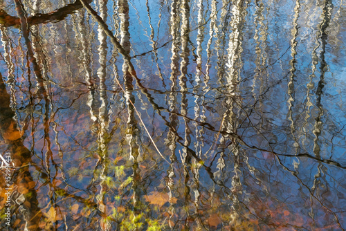 Clean reflection in the water of trees in a forest lake. © amarinchenko106