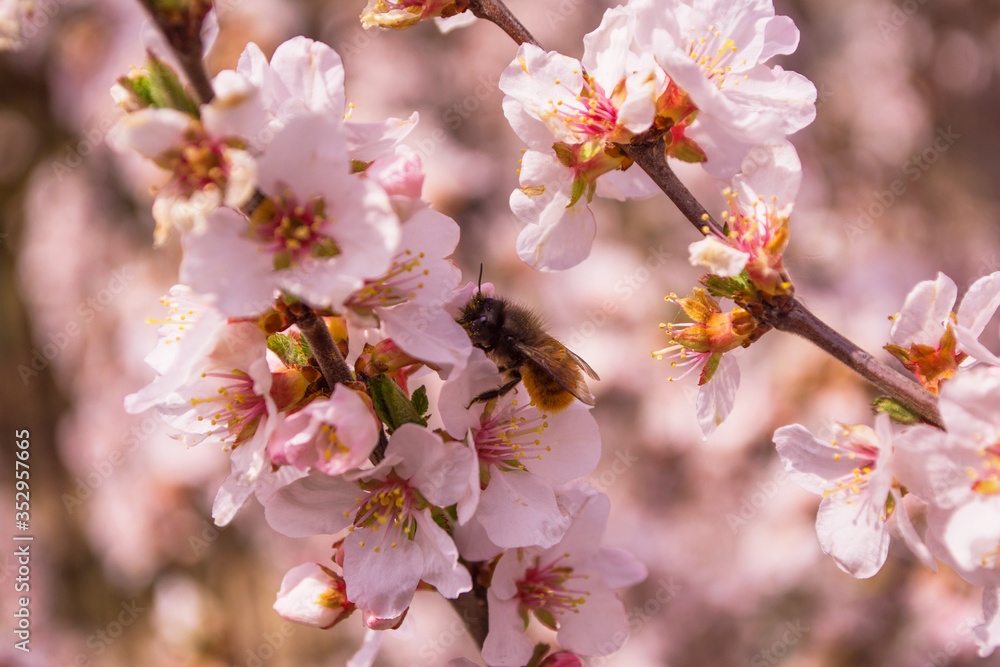 Spring blooming garden. Bee (Anthophila) on cherry flowers (Prunus tomentosa) close-up. Soft bokeh. Selective focus.