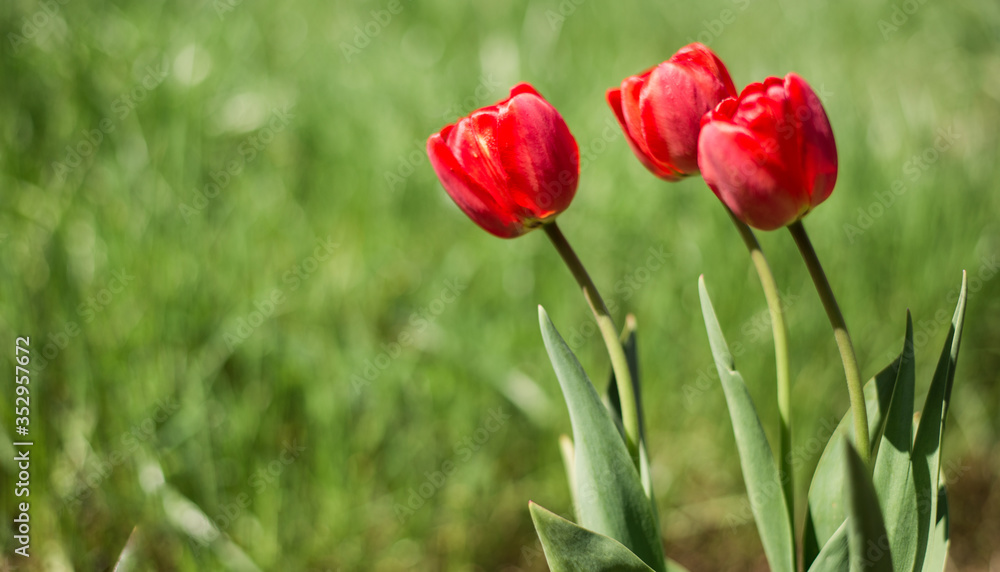 Red tulip in the flowerbed. In the garden