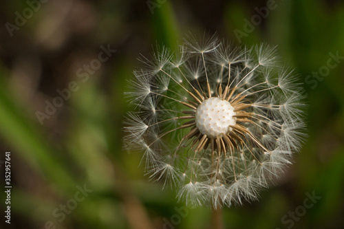 Dandelion