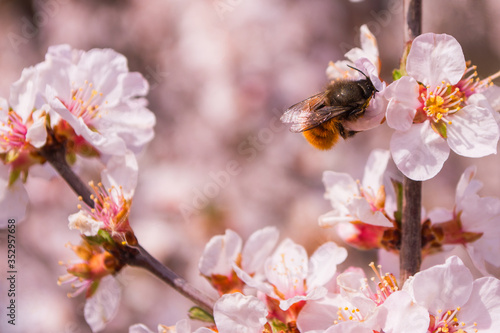 Bee (Anthophila) on cherry flowers (Prunus tomentosa) close-up. Spring blooming garden. Soft bokeh. Selective focus.