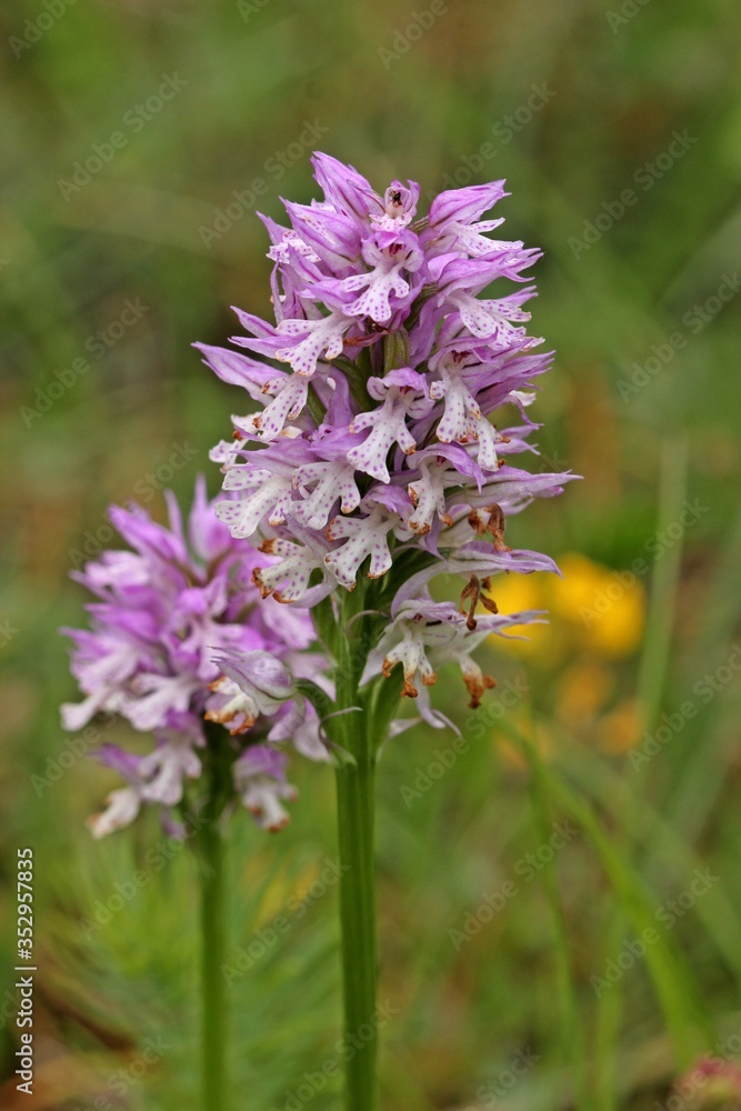Dreizähniges Knabenkraut (Neotinea tridentata) Dreizähniges Knabenkraut (Neotinea tridentata)