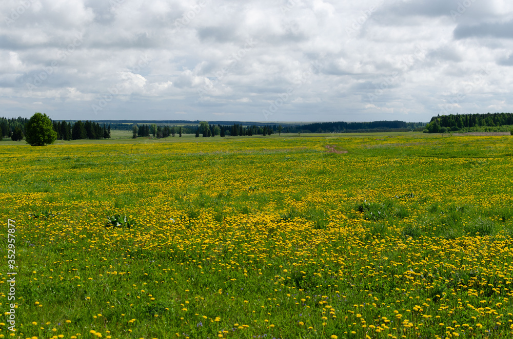 Obraz premium dandelions in the meadow in may