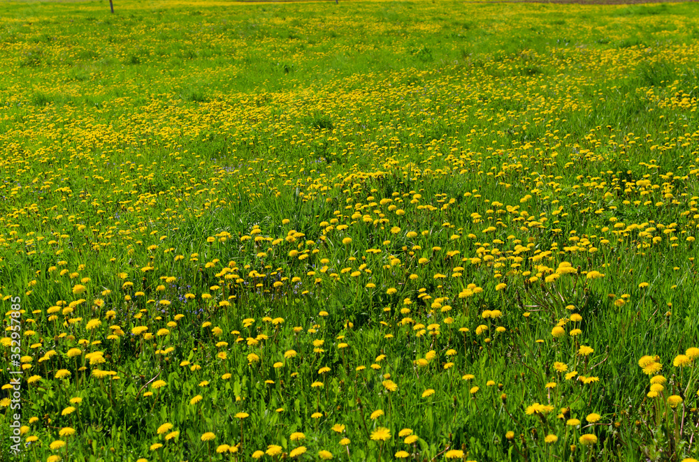 Obraz premium dandelions in the meadow in may
