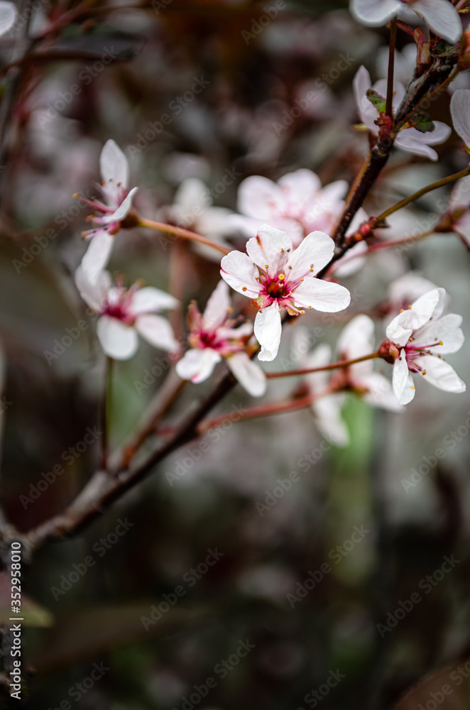 Close-up of purple sand cherry bush flower cluster Close-up of purple sand cherry bush flower cluster
