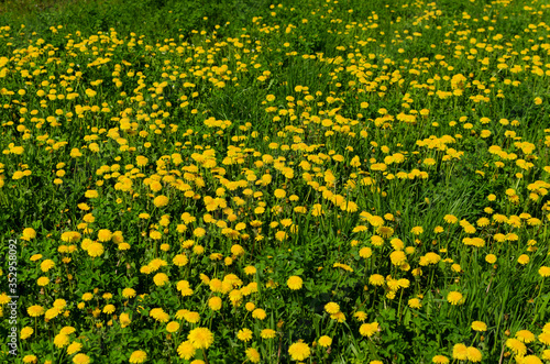 dandelions in the meadow in may