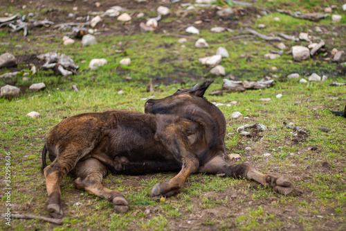 A moose in the wild nature