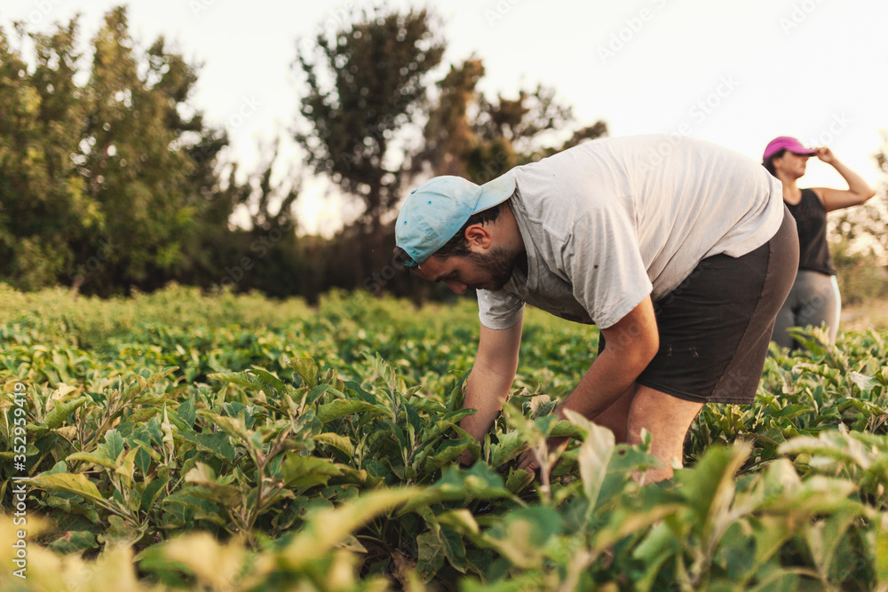 Crouched farmer harvesting in the field on a sunny day Crouched farmer harvesting in the field on a sunny day