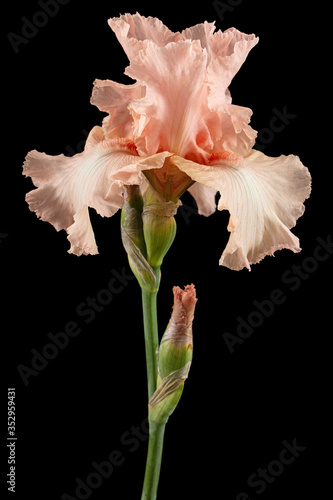 Pink flower of iris  isolated on black background