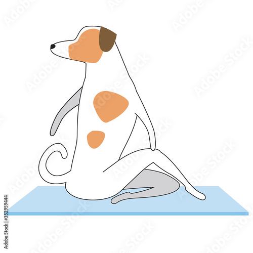 Jack russell terrier doing yoga on mat and isolated on white background, outline vector stock illustration with character or dog doing asana ardhamatsyasana