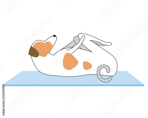 Jack russell terrier doing yoga on mat and isolated on white background, outline vector stock illustration with character or dog doing asana pavanamuktasana